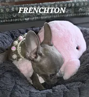 Minnie , a female Boston Terrier and French Bulldog for sale in Camden, MI – Photo 5 of 10