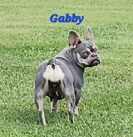 Minnie , a female Boston Terrier and French Bulldog for sale in Camden, MI – Photo 3 of 10