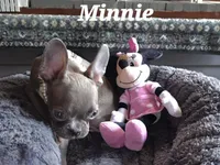 Minnie , a female Boston Terrier and French Bulldog for sale in Camden, MI – Photo 4 of 10