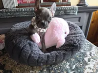 Minnie , a female Boston Terrier and French Bulldog for sale in Camden, MI – Photo 9 of 10