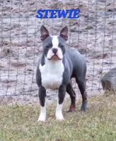 Minnie , a female Boston Terrier and French Bulldog for sale in Camden, MI – Photo 2 of 10