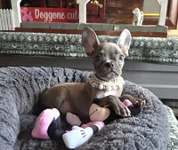 Minnie , a female Boston Terrier and French Bulldog for sale in Camden, MI – Photo 6 of 10