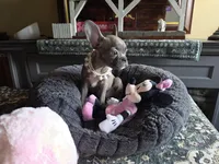 Minnie , a female Boston Terrier and French Bulldog for sale in Camden, MI – Photo 8 of 10