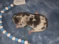 HARLEQUIN , a male French Bulldog for sale in Camden, MI – 6 of 9