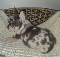 HARLEQUIN , a male French Bulldog for sale in Camden, MI – 4 of 6