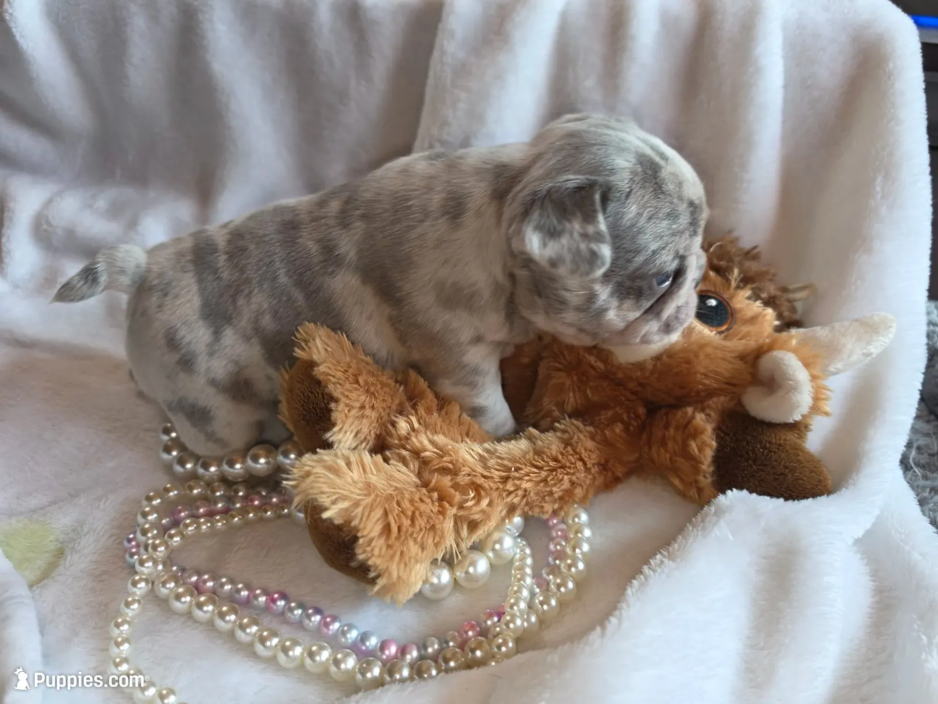 Olivia , a female French Bulldog for sale in Camden, MI – 1 of 5