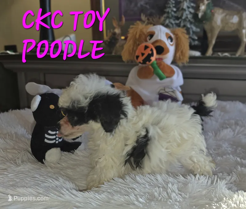 Tiny Tina – Poodle - Toy  puppy for sale in Camden, MI