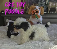 Tiny Tina, a female Poodle - Toy  for sale in Camden, MI – 3 of 10