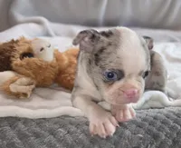 Maria, a female Boston Terrier for sale in Camden, MI – 5 of 7