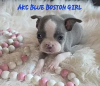 Bella blue, a female Boston Terrier for sale in Camden, MI – 2 of 9