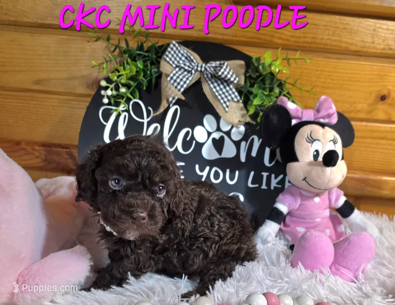 Mavis – Poodle - Miniature  puppy for sale in Camden, MI