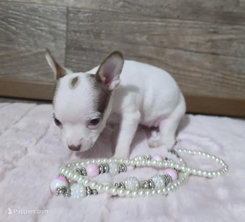Carmelito , a female Chihuahua for sale in Camden, MI – Photo 1 of 5