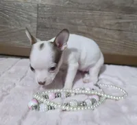 Carmelito , a female Chihuahua for sale in Camden, MI – Photo 1 of 5