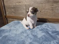 Carlos, a male Chihuahua for sale in Camden, MI – Photo 6 of 6