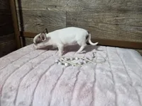 Carmelito , a female Chihuahua for sale in Camden, MI – Photo 5 of 5