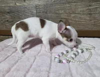 Carmelito , a female Chihuahua for sale in Camden, MI – Photo 2 of 5