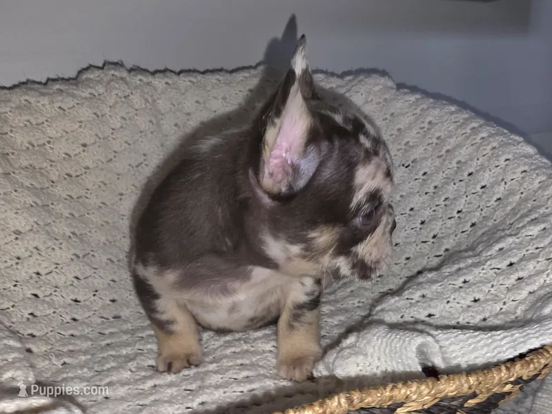 HARLEQUIN  – French Bulldog puppy for sale in Camden, MI