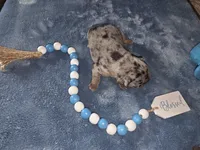 Earl, a male French Bulldog for sale in Camden, MI – 2 of 4