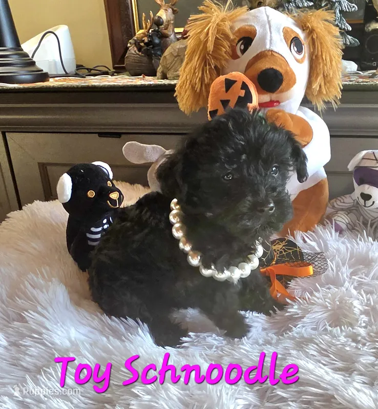 Elvira  – Schnoodle puppy for sale in Camden, MI