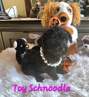 Elvira , a female Schnoodle for sale in Camden, MI – 1 of 10