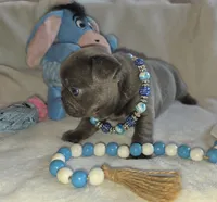 Carlos, a male French Bulldog for sale in Camden, MI – 7 of 7