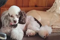 Larry, a male Poodle - Miniature  for sale in Camden, MI – Photo 8 of 8