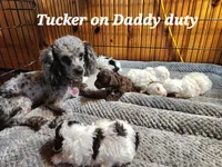 Larry, a male Poodle - Miniature  for sale in Camden, MI – Photo 5 of 8