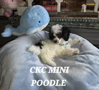 Larry, a male Poodle - Miniature  for sale in Camden, MI – Photo 4 of 8