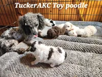 Larry, a male Poodle - Miniature  for sale in Camden, MI – Photo 6 of 8