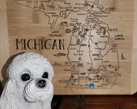 Larry, a male Poodle - Miniature  for sale in Camden, MI – Photo 7 of 8