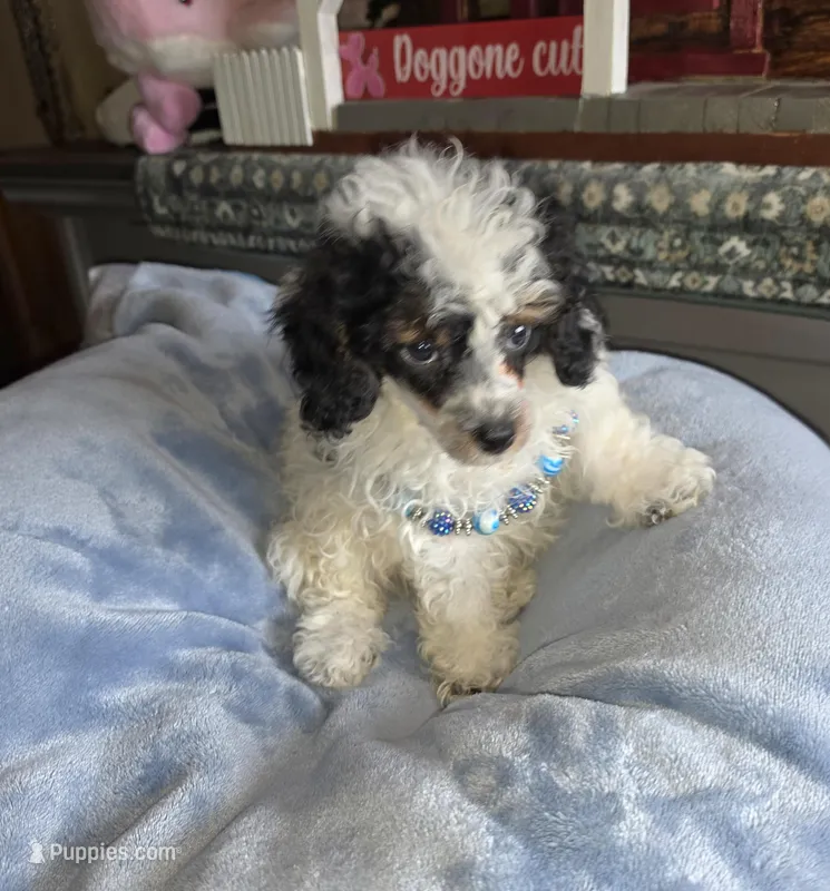 Larry – Poodle - Miniature  puppy for sale in Camden, MI