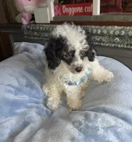 Larry, a male Poodle - Miniature  for sale in Camden, MI – Photo 1 of 8