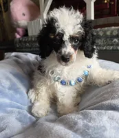 Larry, a male Poodle - Miniature  for sale in Camden, MI – Photo 2 of 8