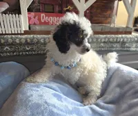 Larry, a male Poodle - Miniature  for sale in Camden, MI – Photo 3 of 8