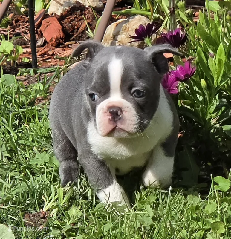 Travis – Boston Terrier, French Bulldog puppy for sale in Camden, MI