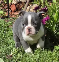 Travis, a male Boston Terrier and French Bulldog for sale in Camden, MI – 1 of 6
