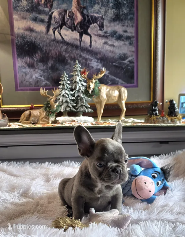 Carlos – French Bulldog puppy for sale in Camden, MI