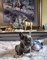 Carlos, a male French Bulldog for sale in Camden, MI – 2 of 7