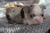 Maria, a female Boston Terrier for sale in Camden, MI – 4 of 7