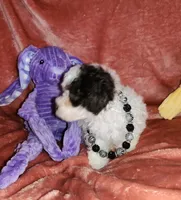 Mia, a female Poodle - Miniature  for sale in Camden, MI – Photo 3 of 10