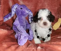 Mia, a female Poodle - Miniature  for sale in Camden, MI – Photo 9 of 10