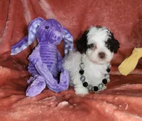 Mia, a female Poodle - Miniature  for sale in Camden, MI – Photo 5 of 10