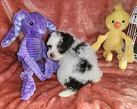 Mia, a female Poodle - Miniature  for sale in Camden, MI – Photo 10 of 10