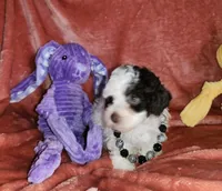 Mia, a female Poodle - Miniature  for sale in Camden, MI – Photo 6 of 10