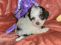 Mia, a female Poodle - Miniature  for sale in Camden, MI – Photo 2 of 10