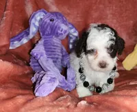 Mia, a female Poodle - Miniature  for sale in Camden, MI – Photo 7 of 10