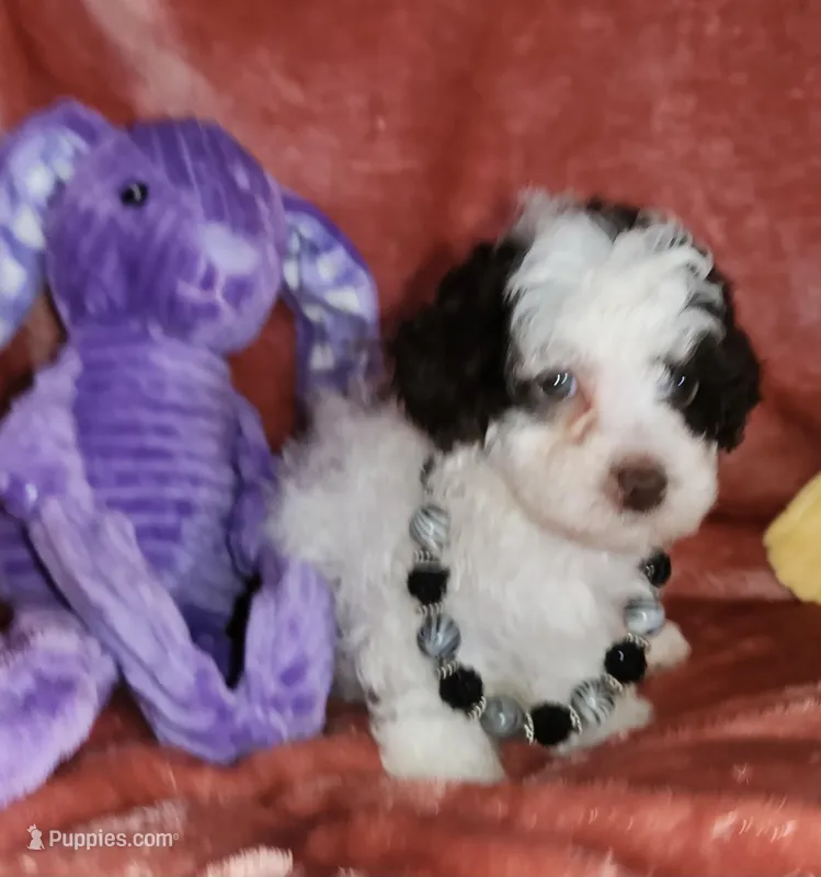 Mia – Poodle - Miniature  puppy for sale in Camden, MI