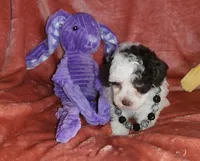 Mia, a female Poodle - Miniature  for sale in Camden, MI – Photo 8 of 10