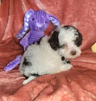 Mia, a female Poodle - Miniature  for sale in Camden, MI – Photo 4 of 10