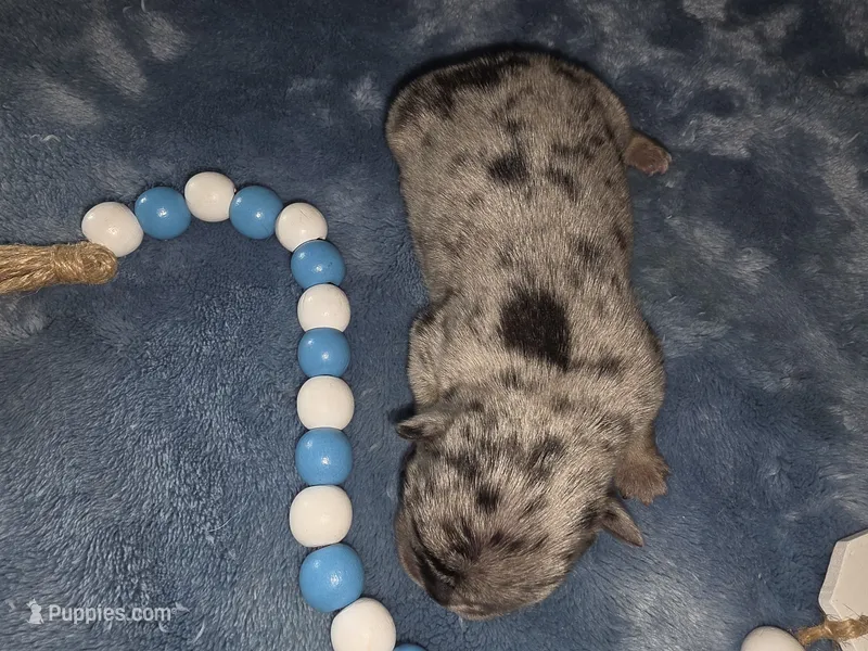 Earl, a male French Bulldog for sale in Camden, MI – 1 of 4